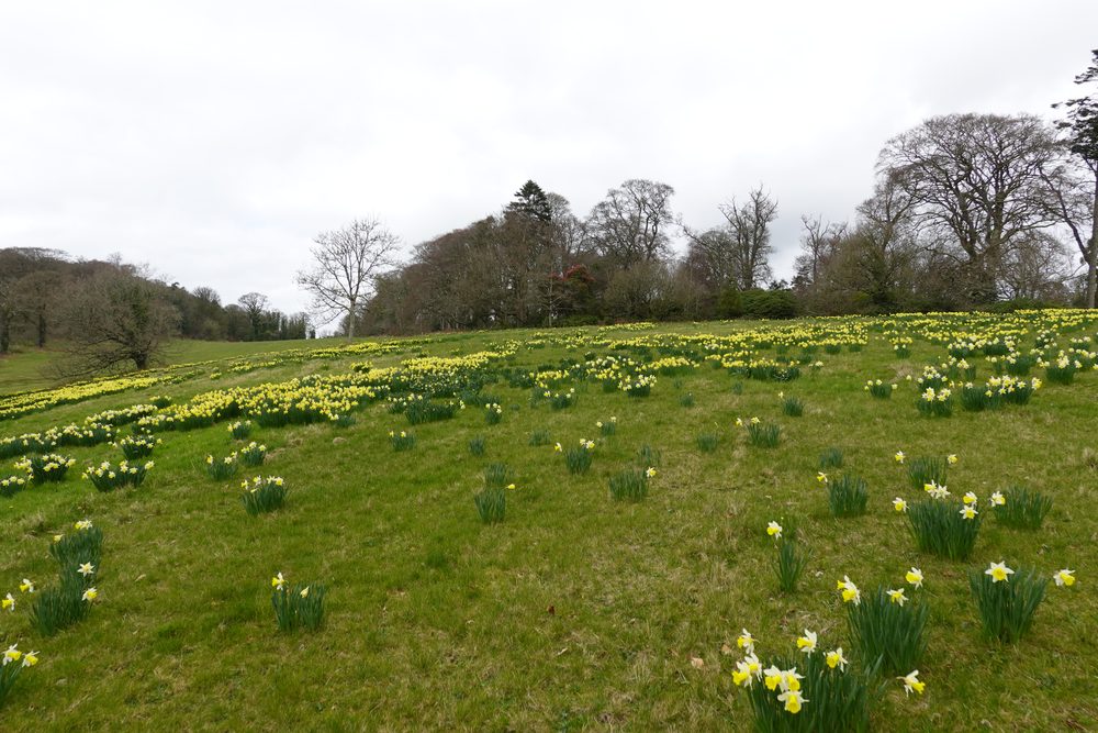 A hillside field covered in wild daffodils, trees along the top.
