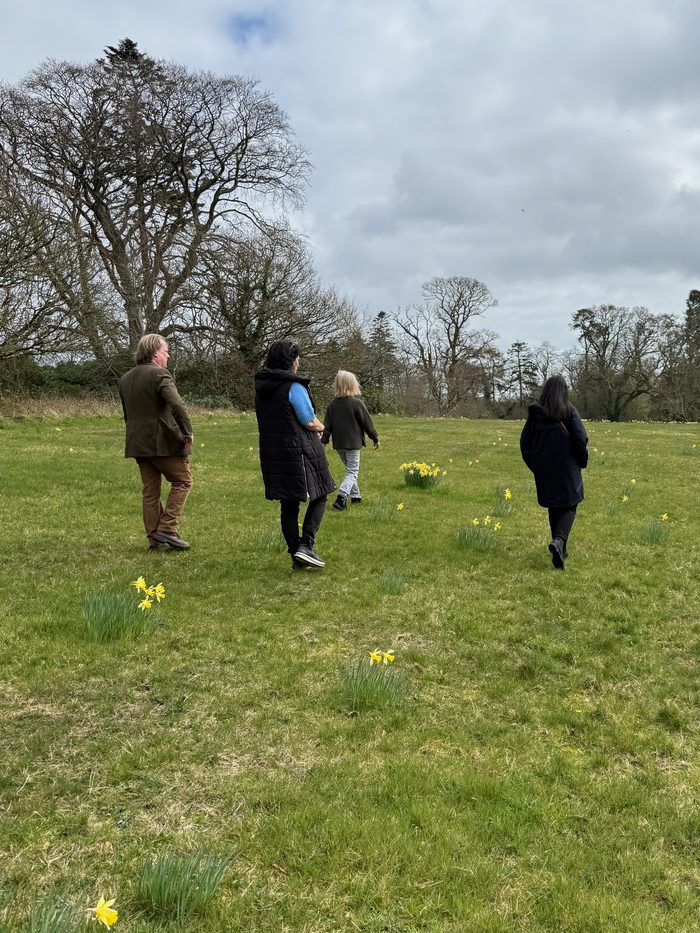 Walking through a field of wild daffodils.