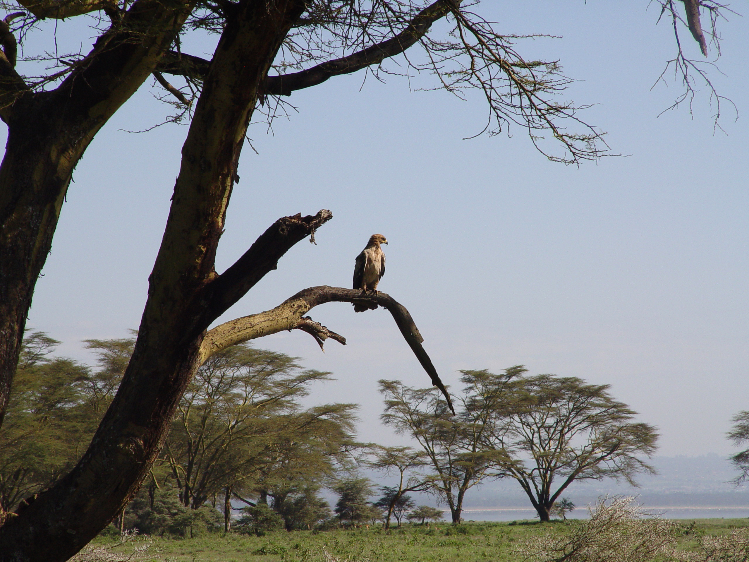 Kenya