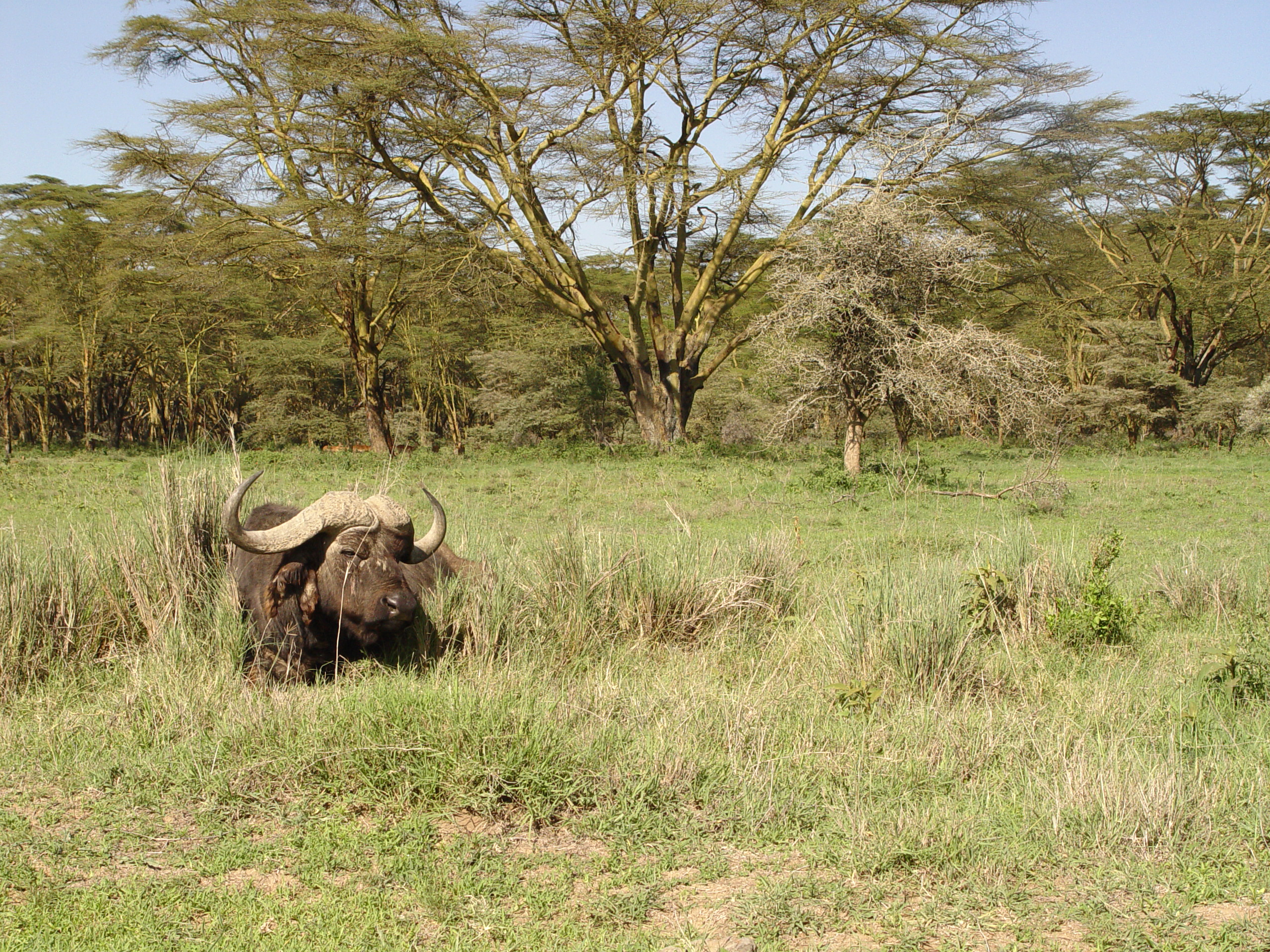 Kenya