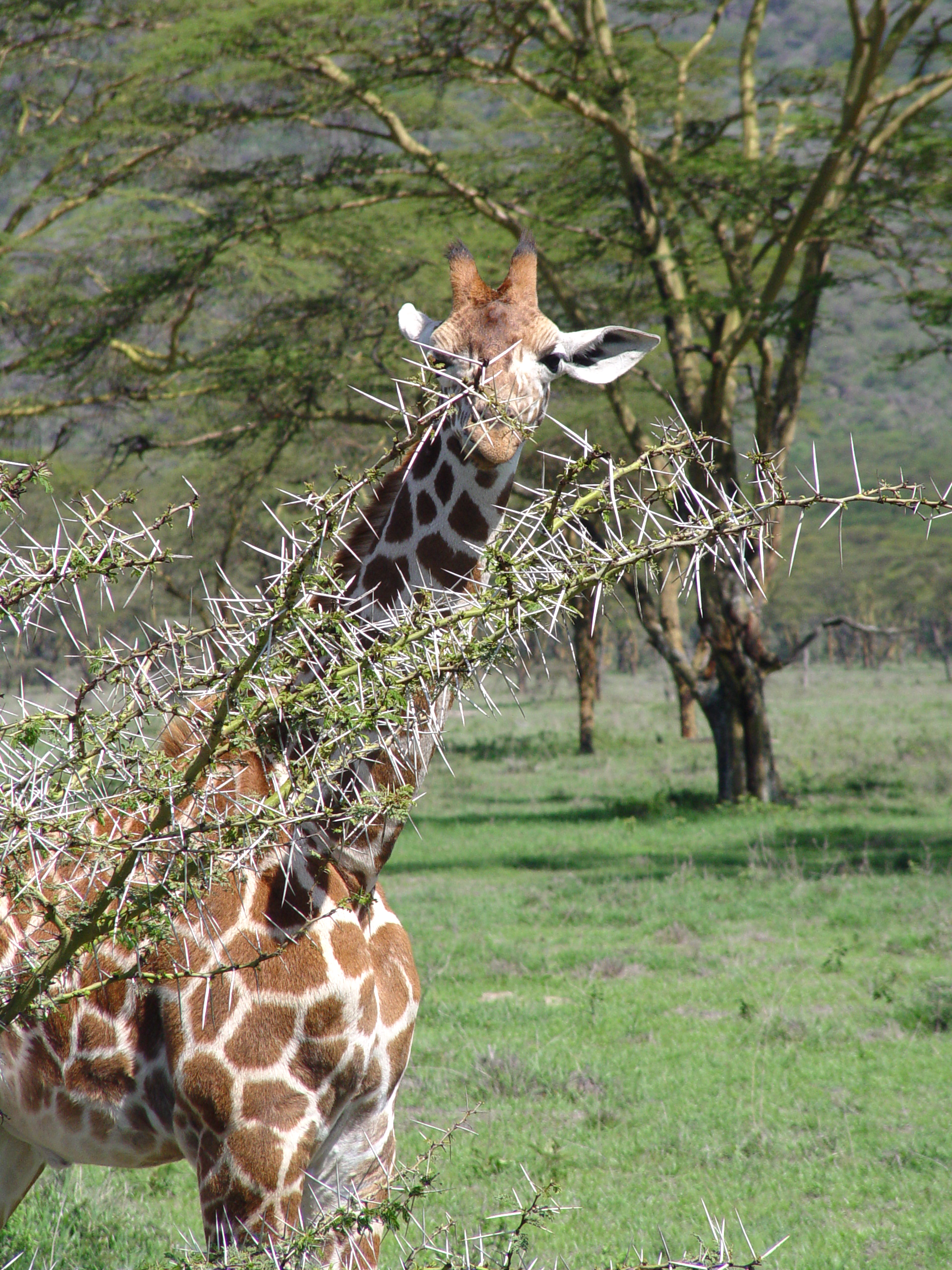 Kenya