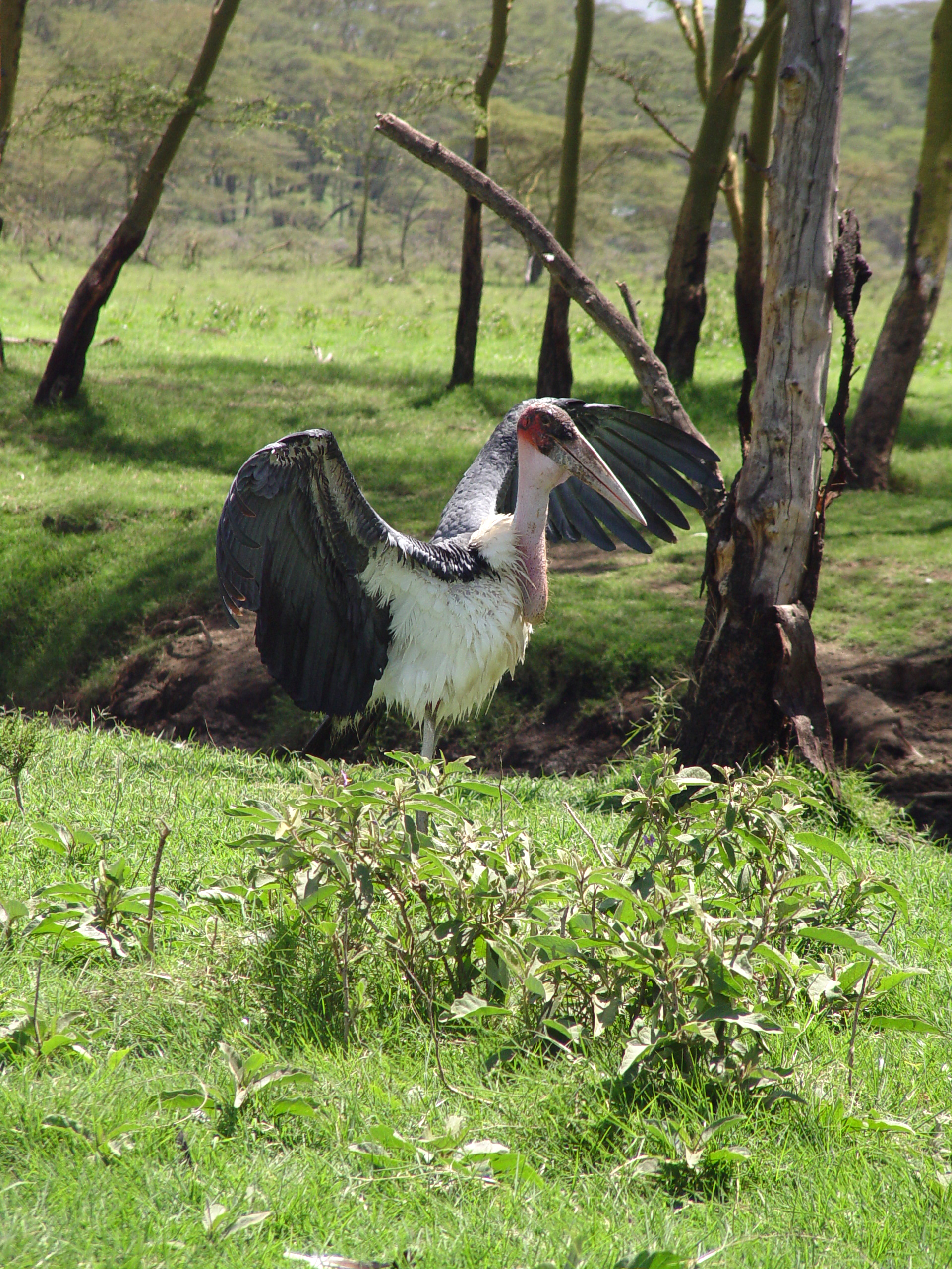 Kenya